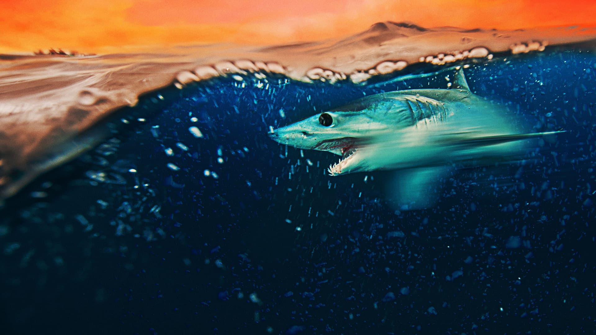 Mako Mania: Battle for California