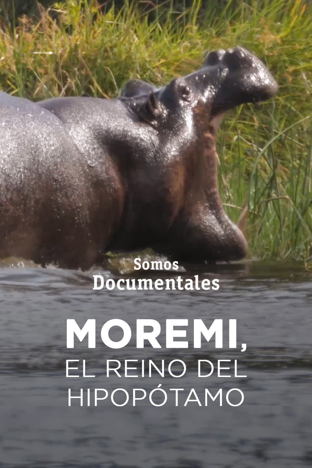 Moremi, el reino del hipopótamo