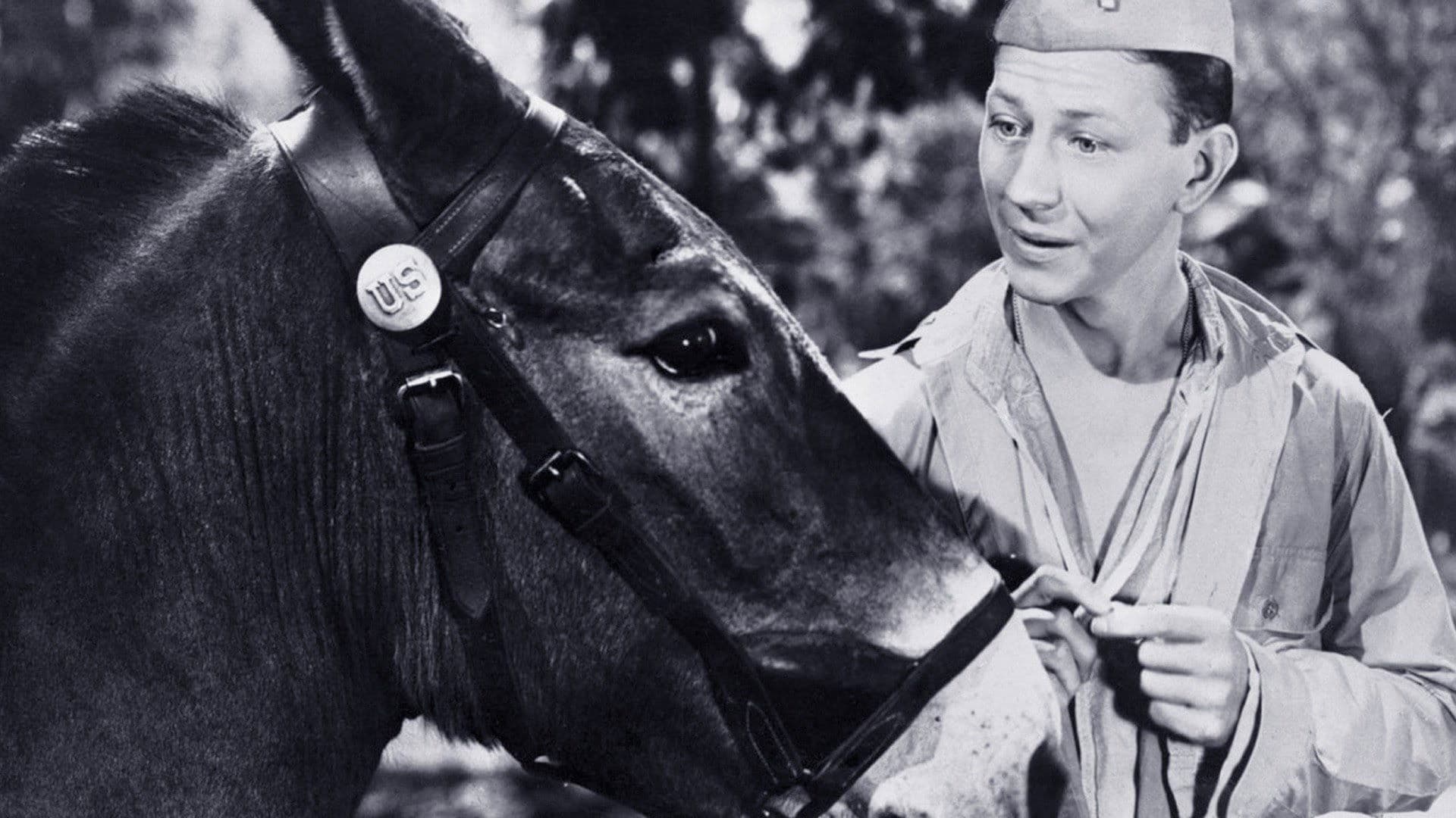 Francis the Talking Mule Collection