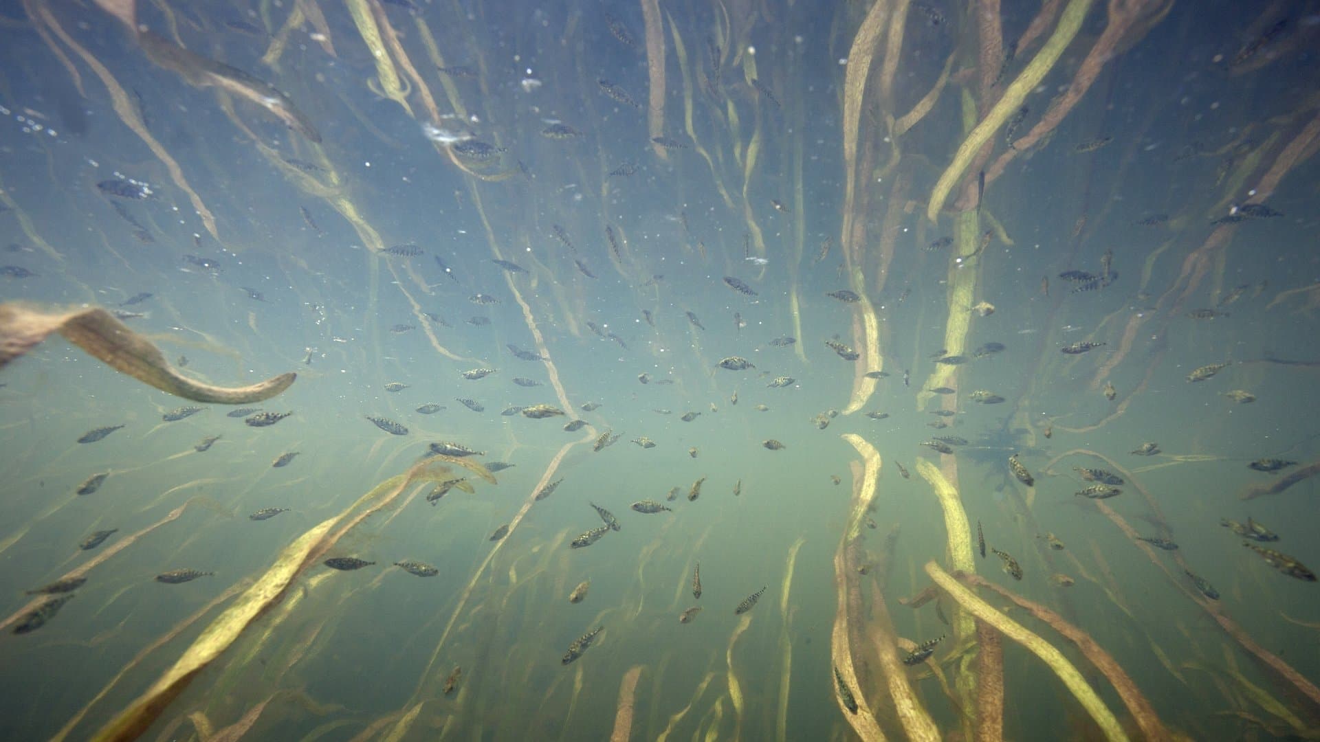 Nederland onder water