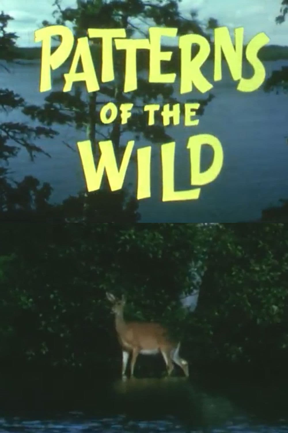 Patterns Of The Wild
