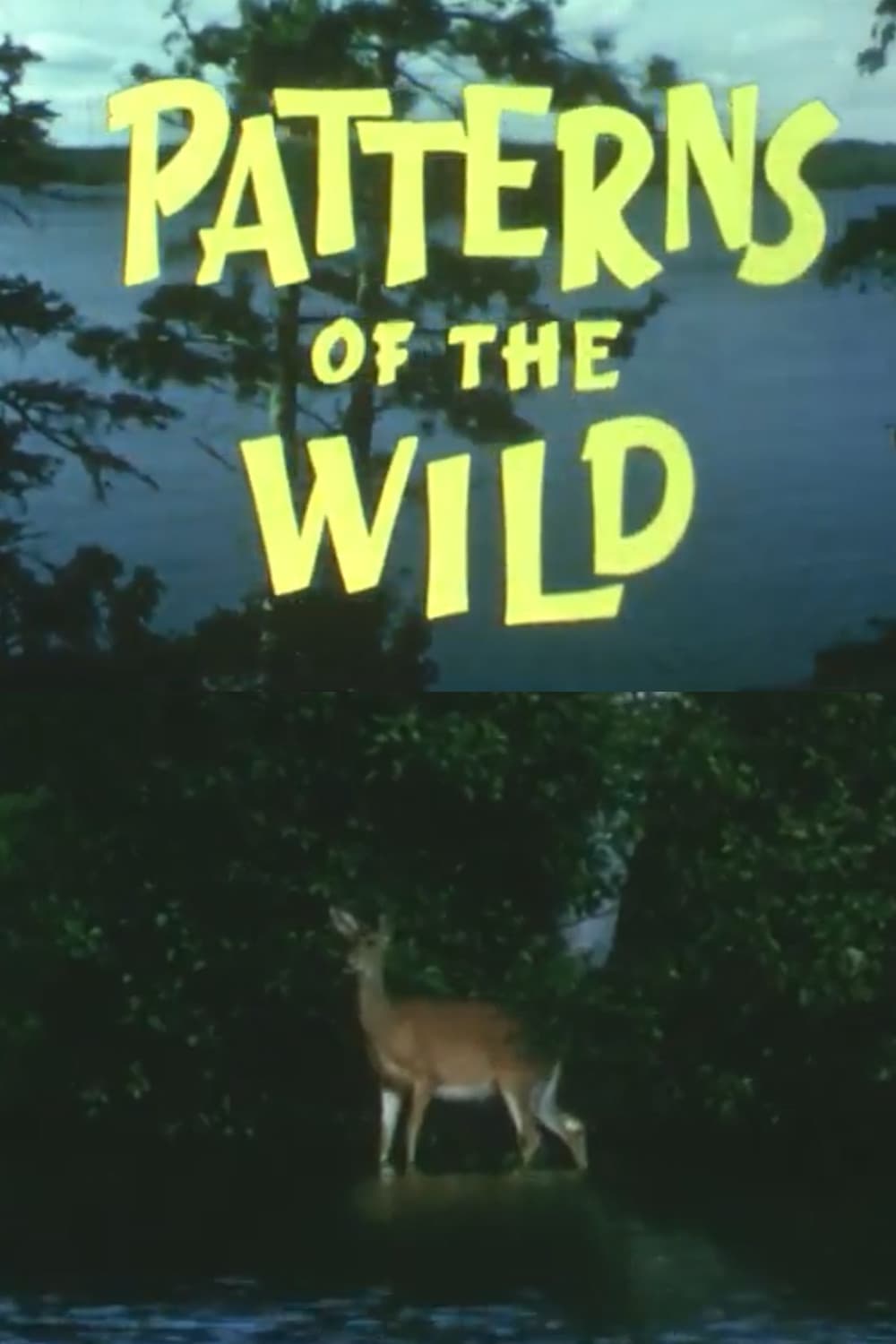 Patterns Of The Wild