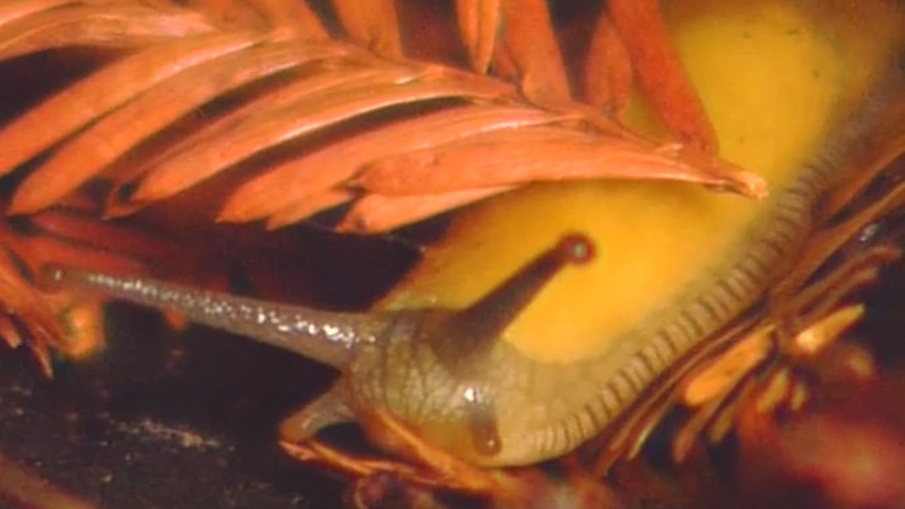 Banana, Banana, Banana Slugs!