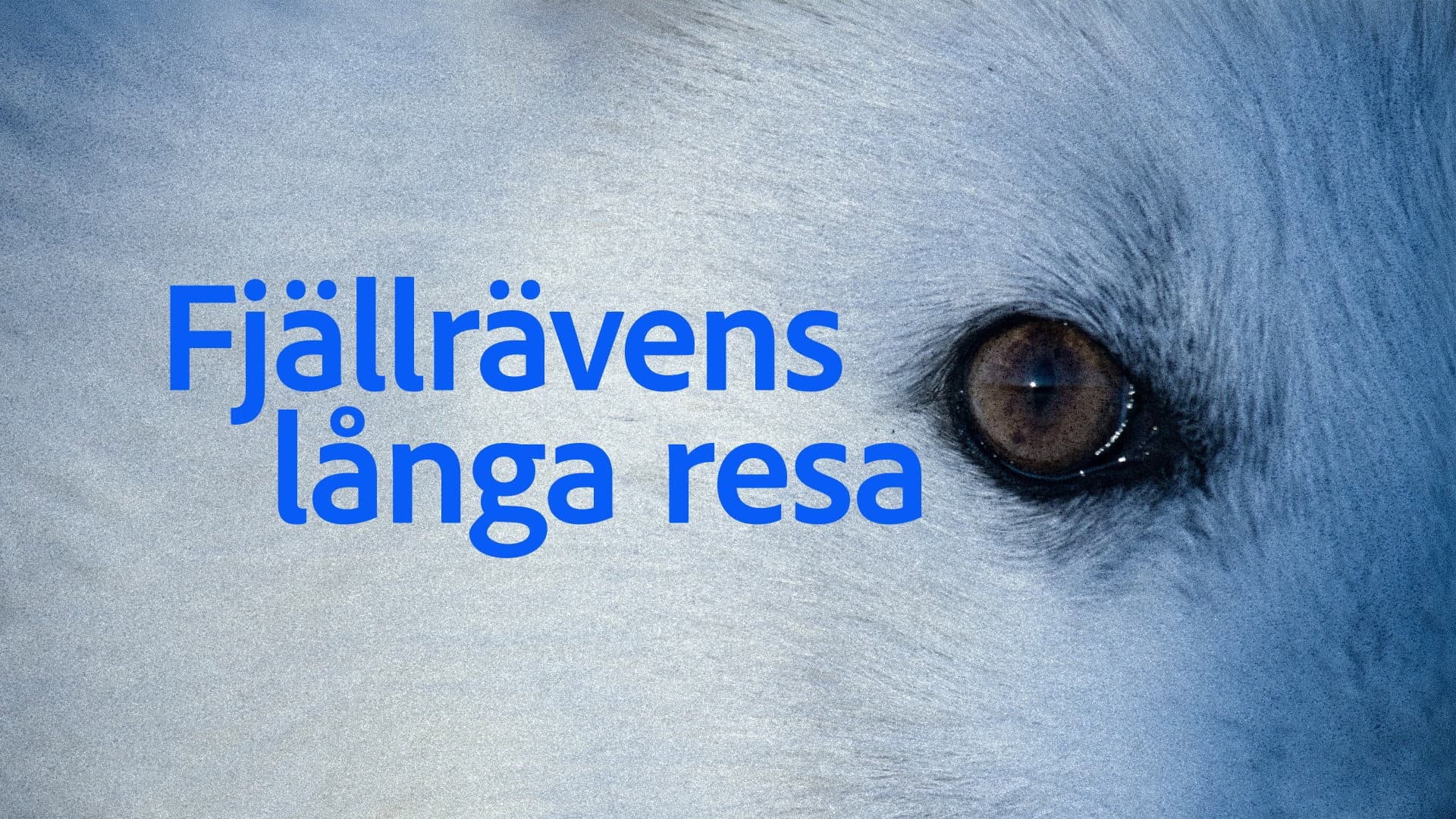 Fjällrävens långa resa