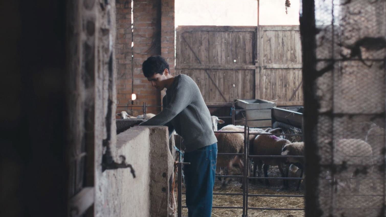 Black Sheep