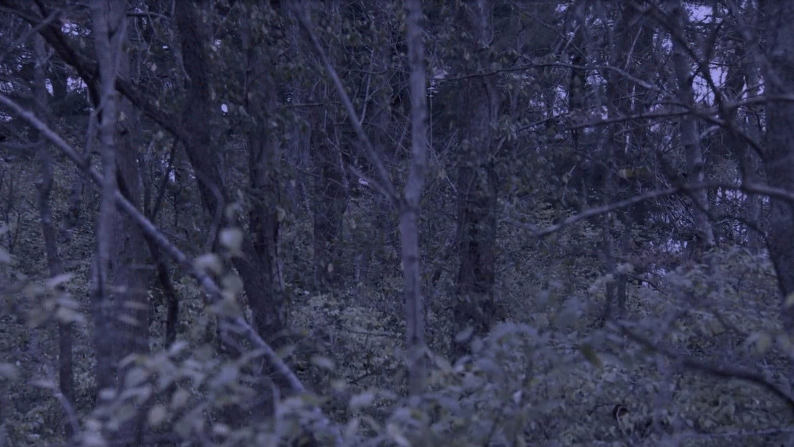 Sometime, Somewhere, in Bellwood