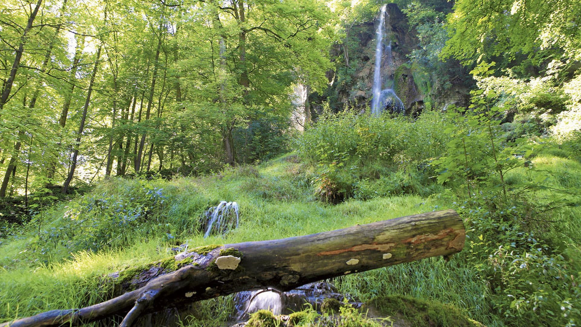Natur pur - Deutsche Wälder