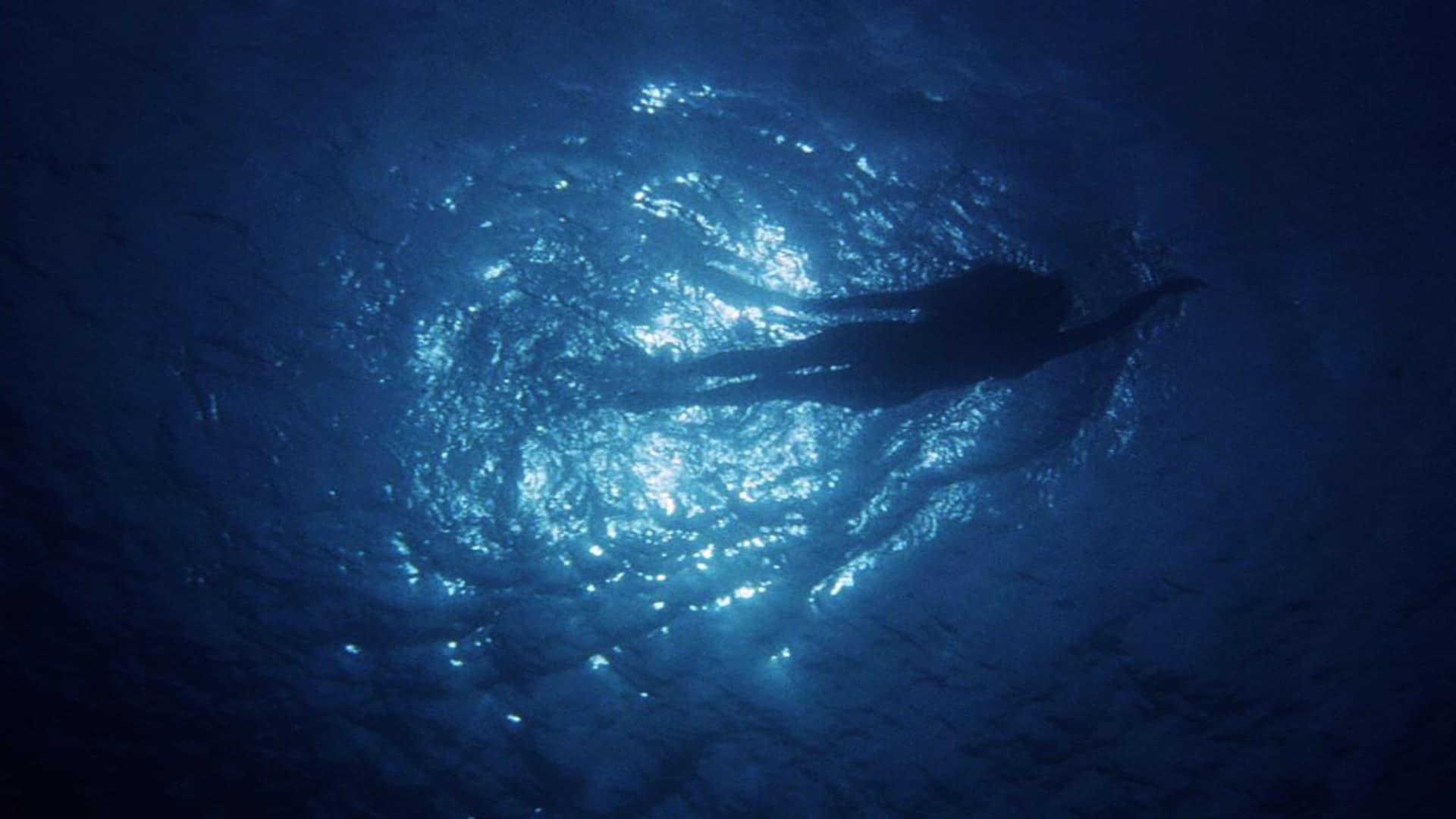 Les dents de la mer, un succès monstre