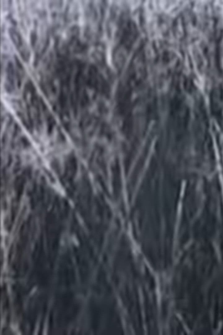 Return to the Sedge Fields