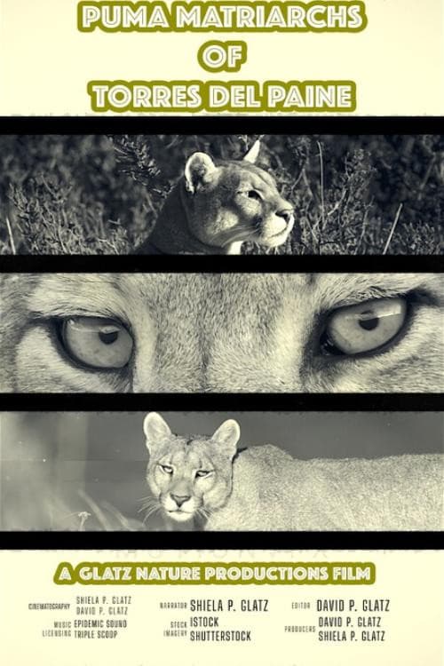 Puma Matriarchs of Torres Del Paine