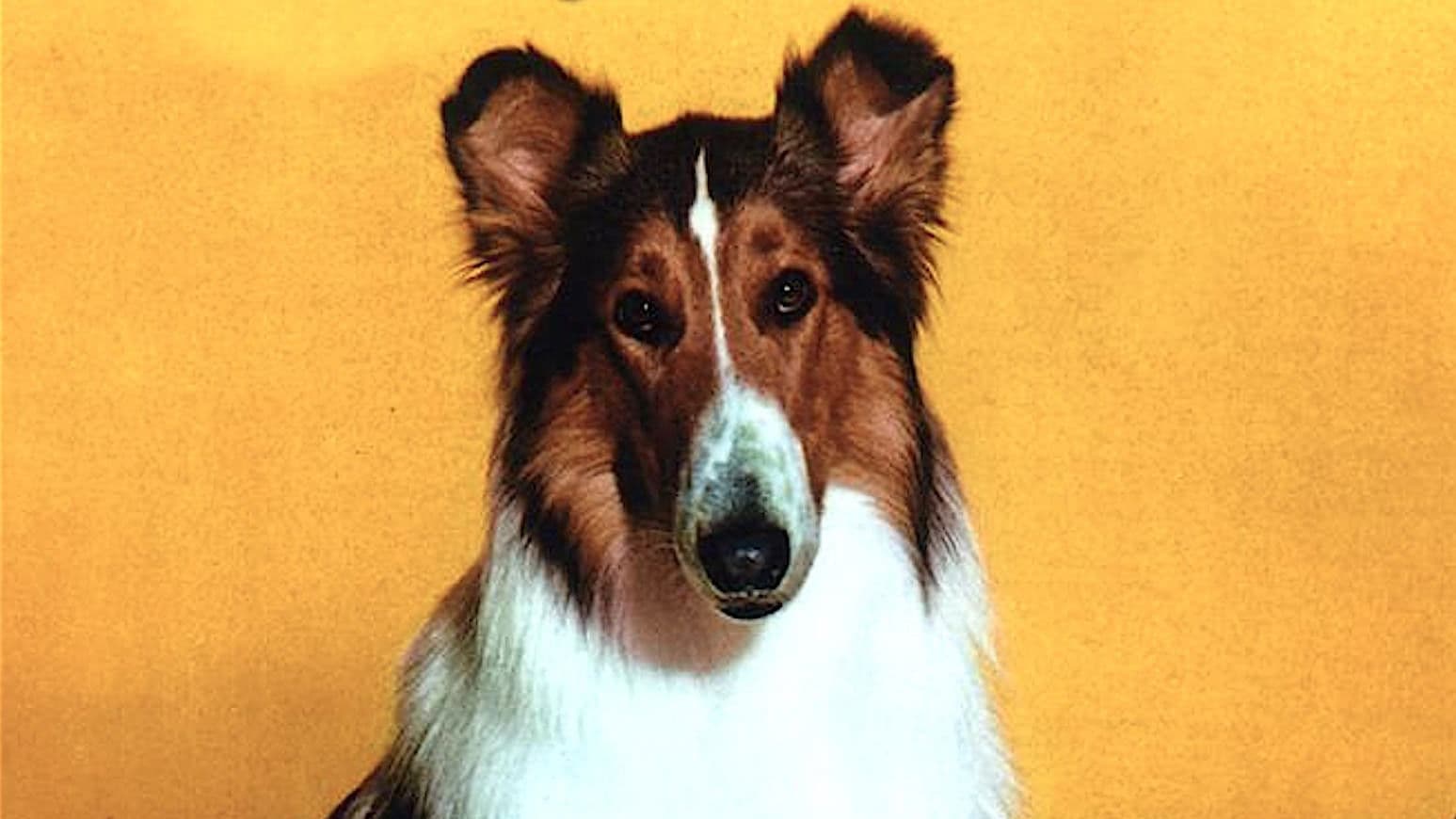 Lassie TV Collection