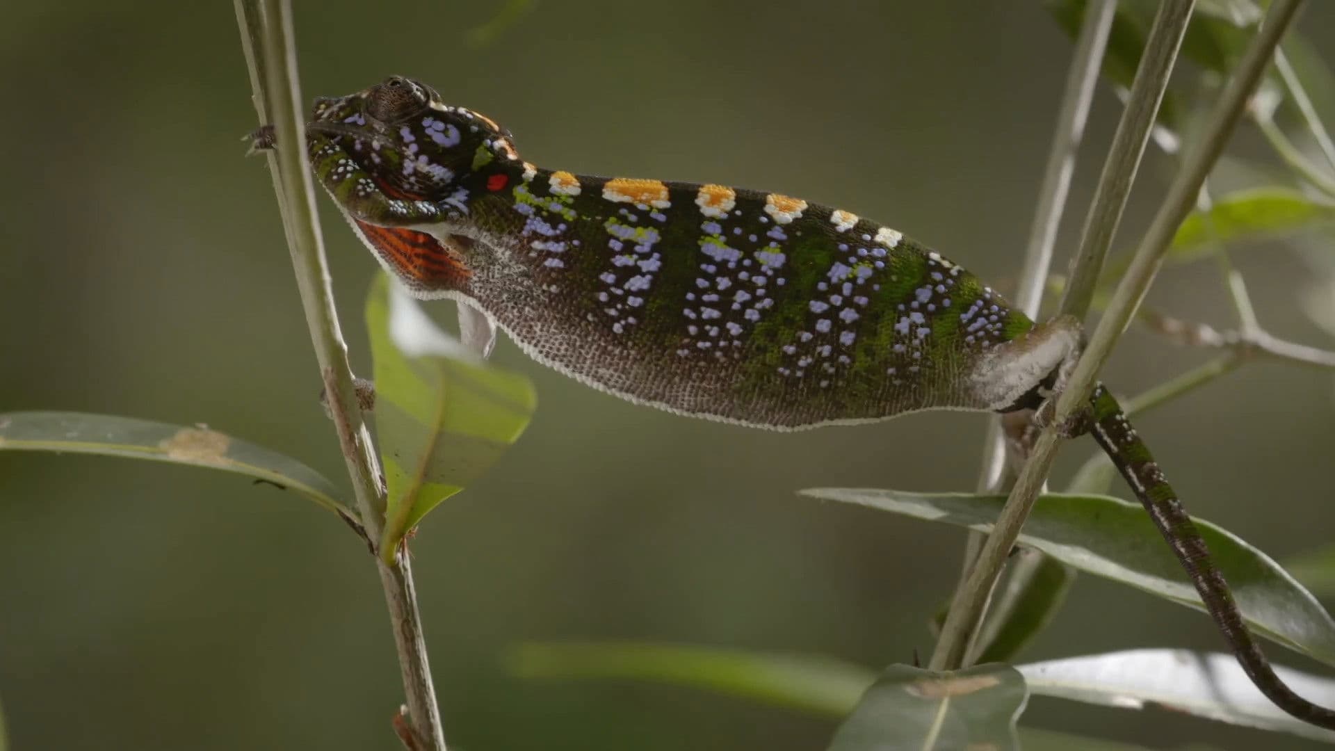 The Story of Creatures' Skin