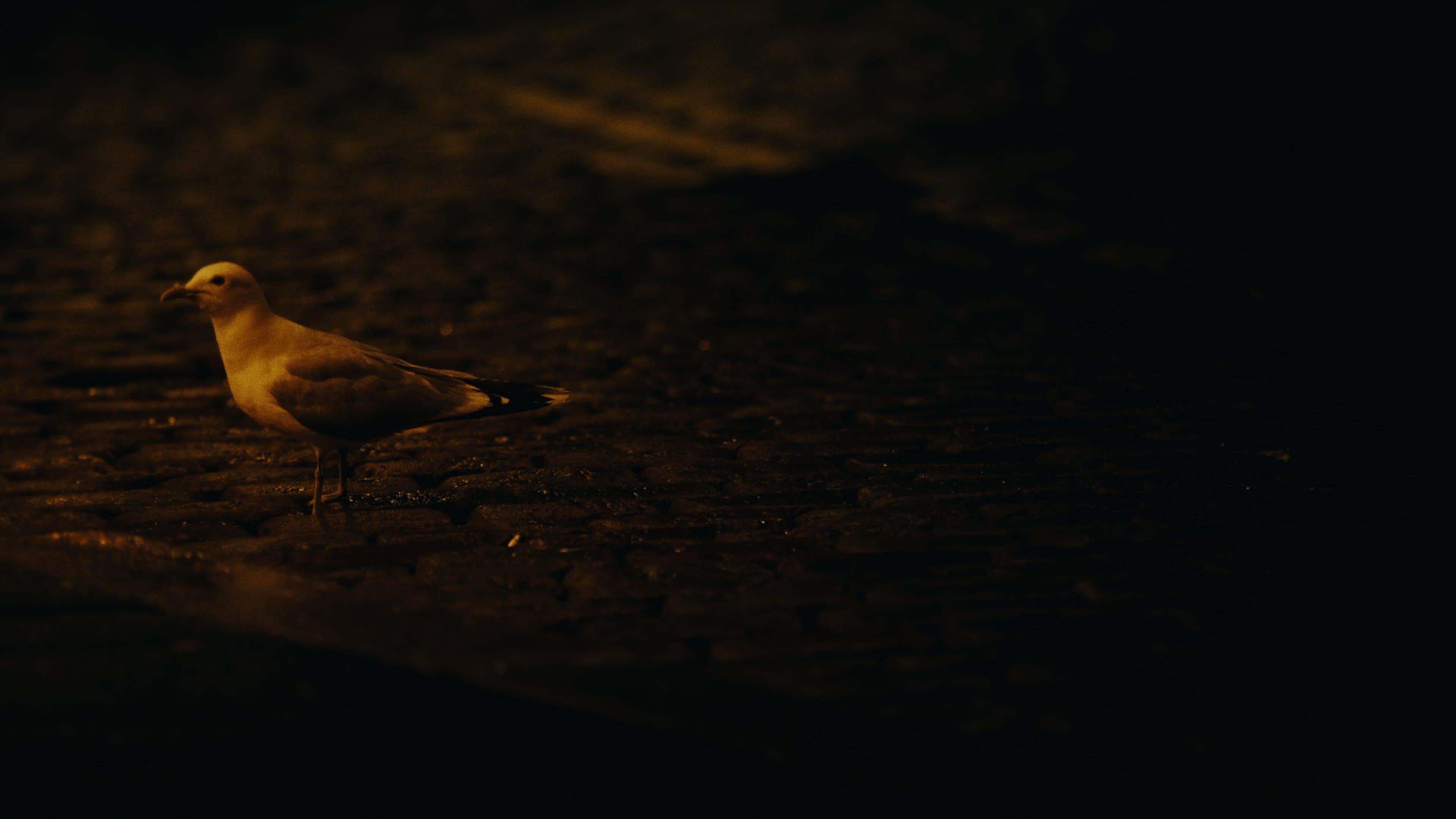 Don't Feed the Seagull