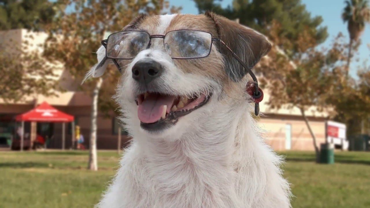 A Doggone Collection