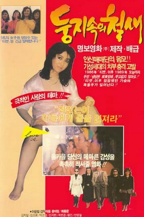 A Migrant Bird in a Nest