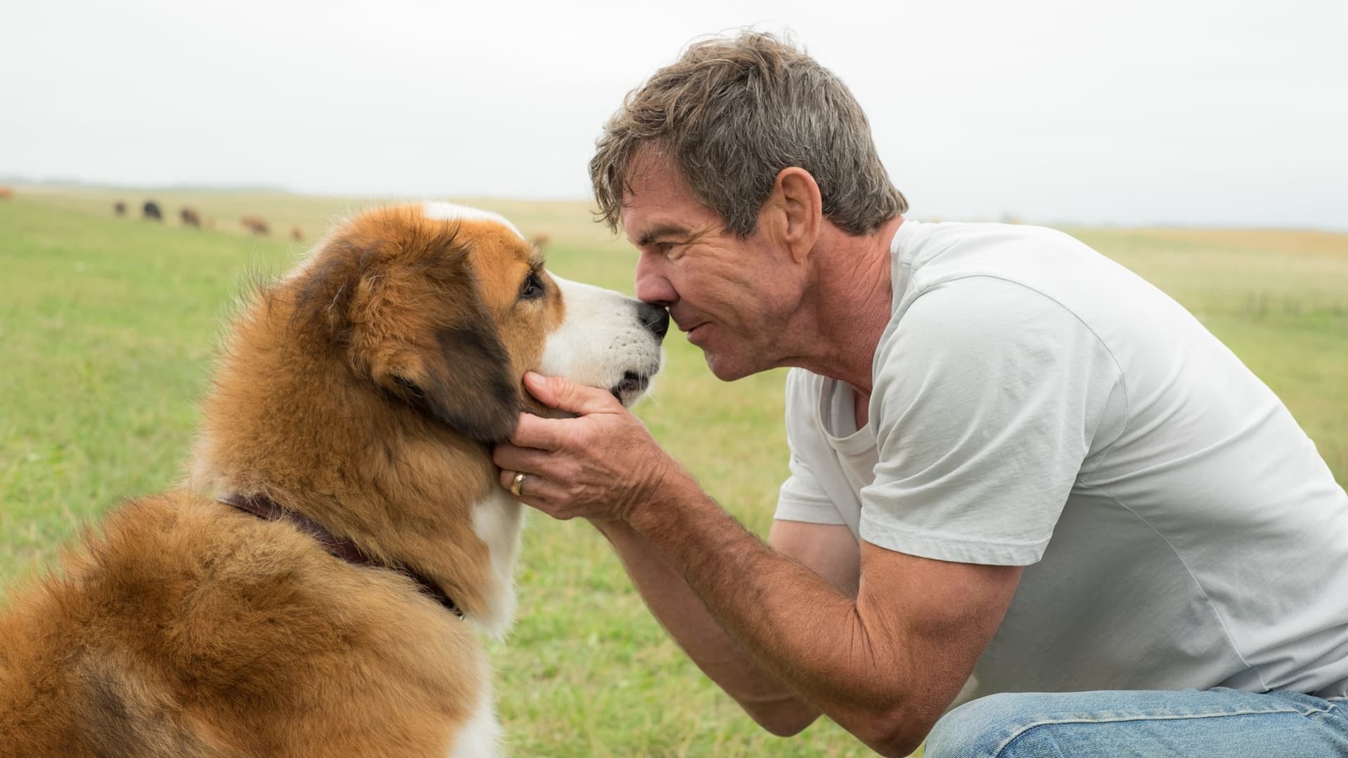 A Dog's Purpose Collection