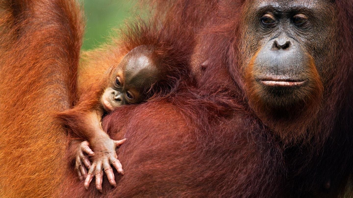 Orang Utans - Keepers of the Jungle