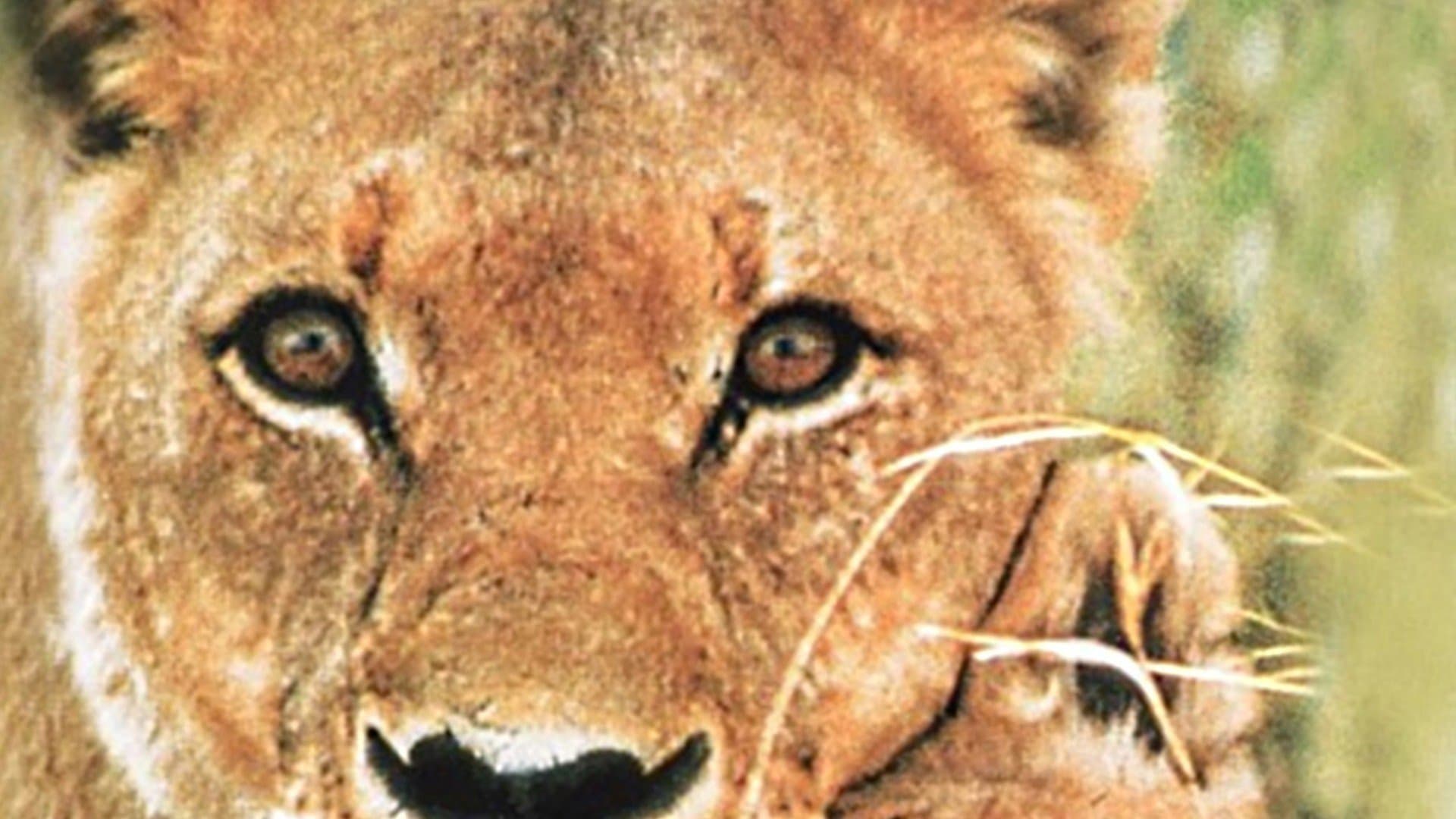 Born Free Collection