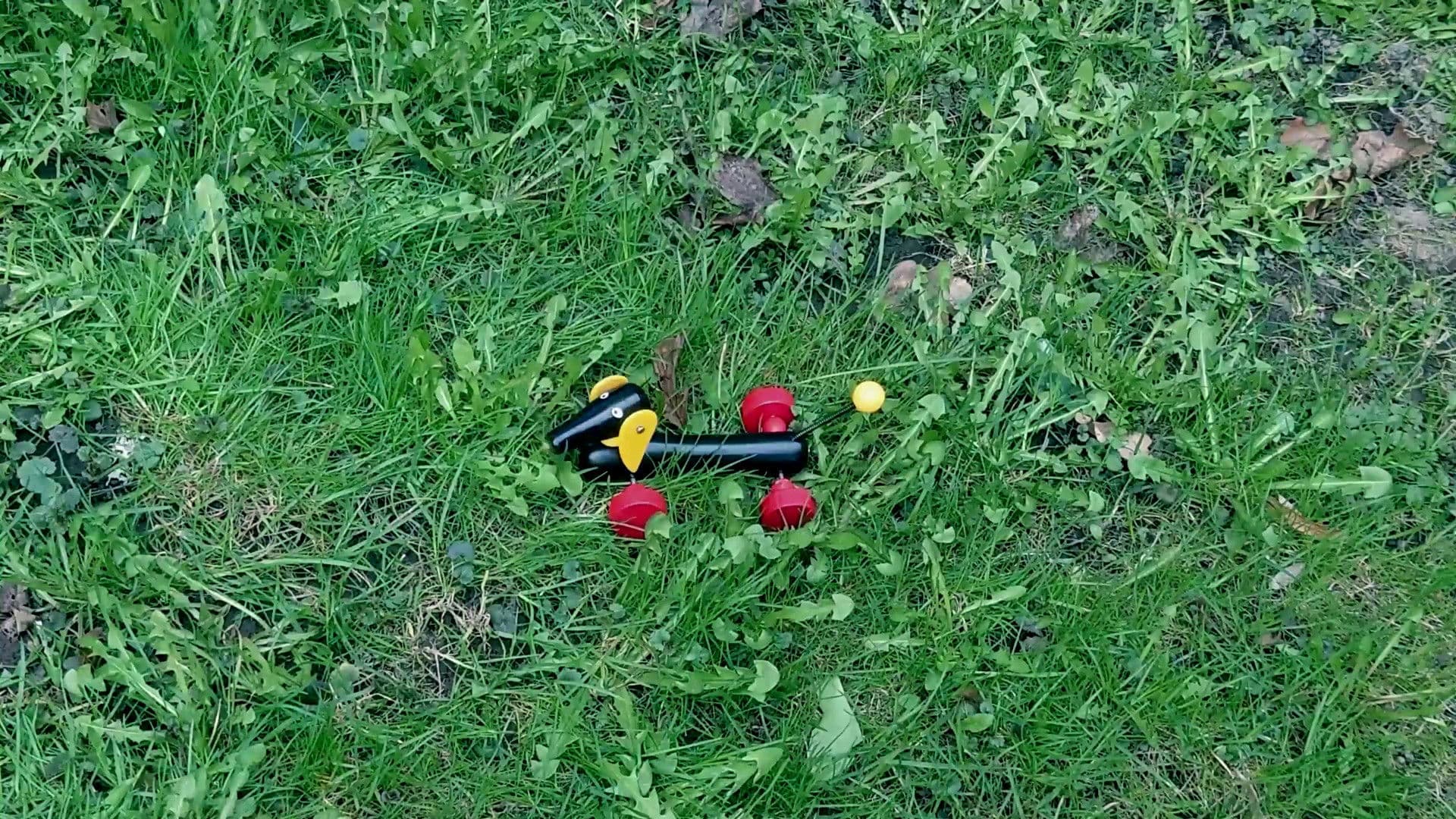 Girl Looking for Dog