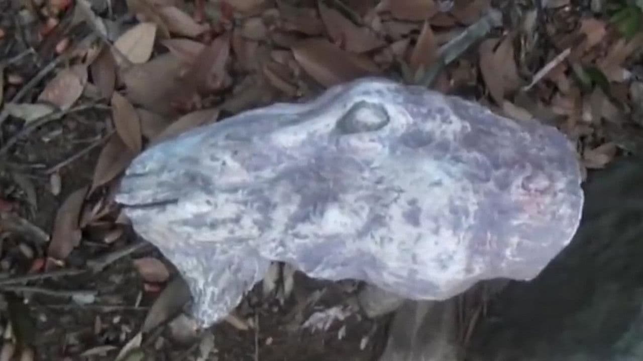 Posted Psychic File: Cursed Dream