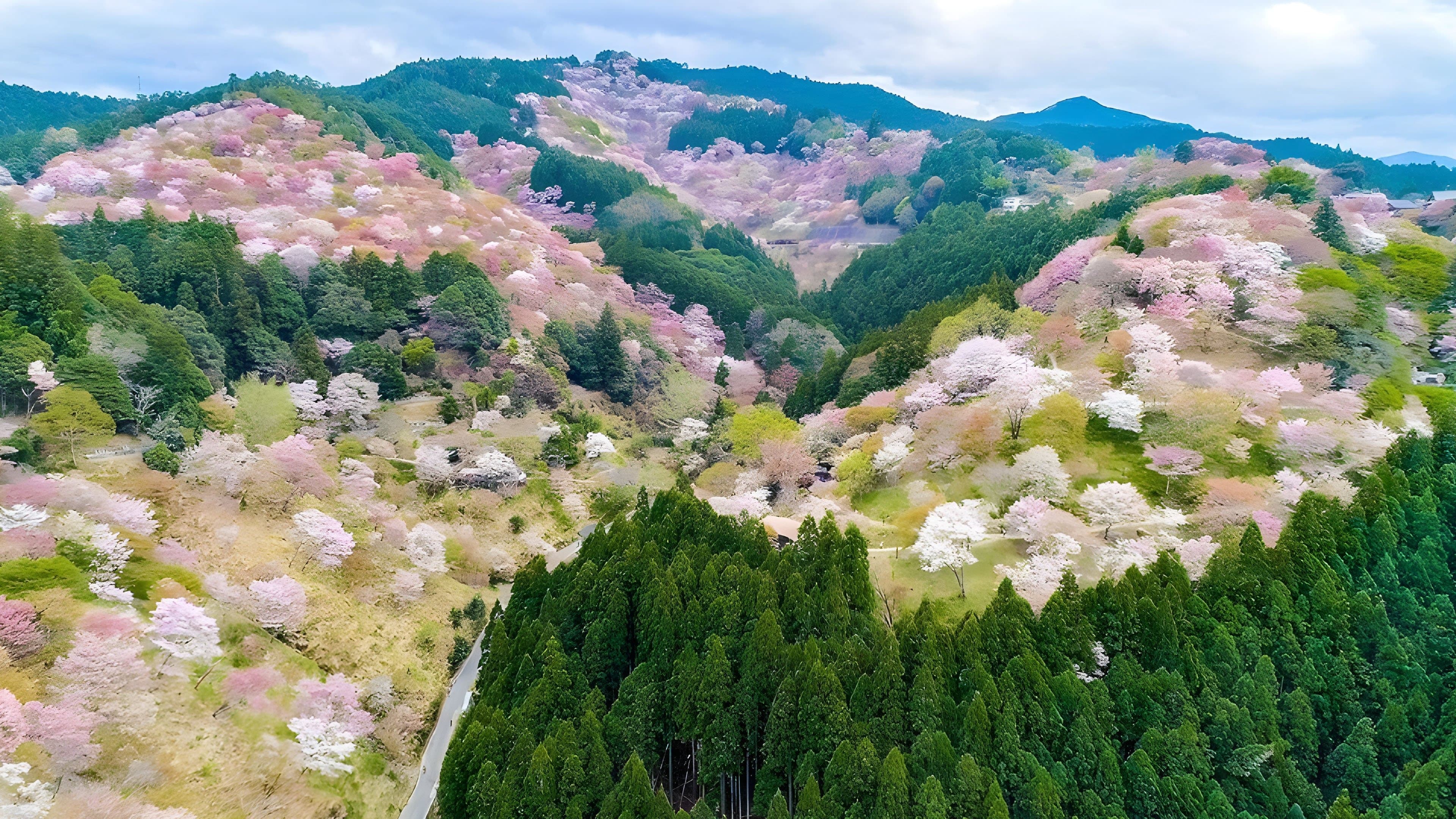 4K Sakura: A vibrant cherry blossom landscape that colors the spring.