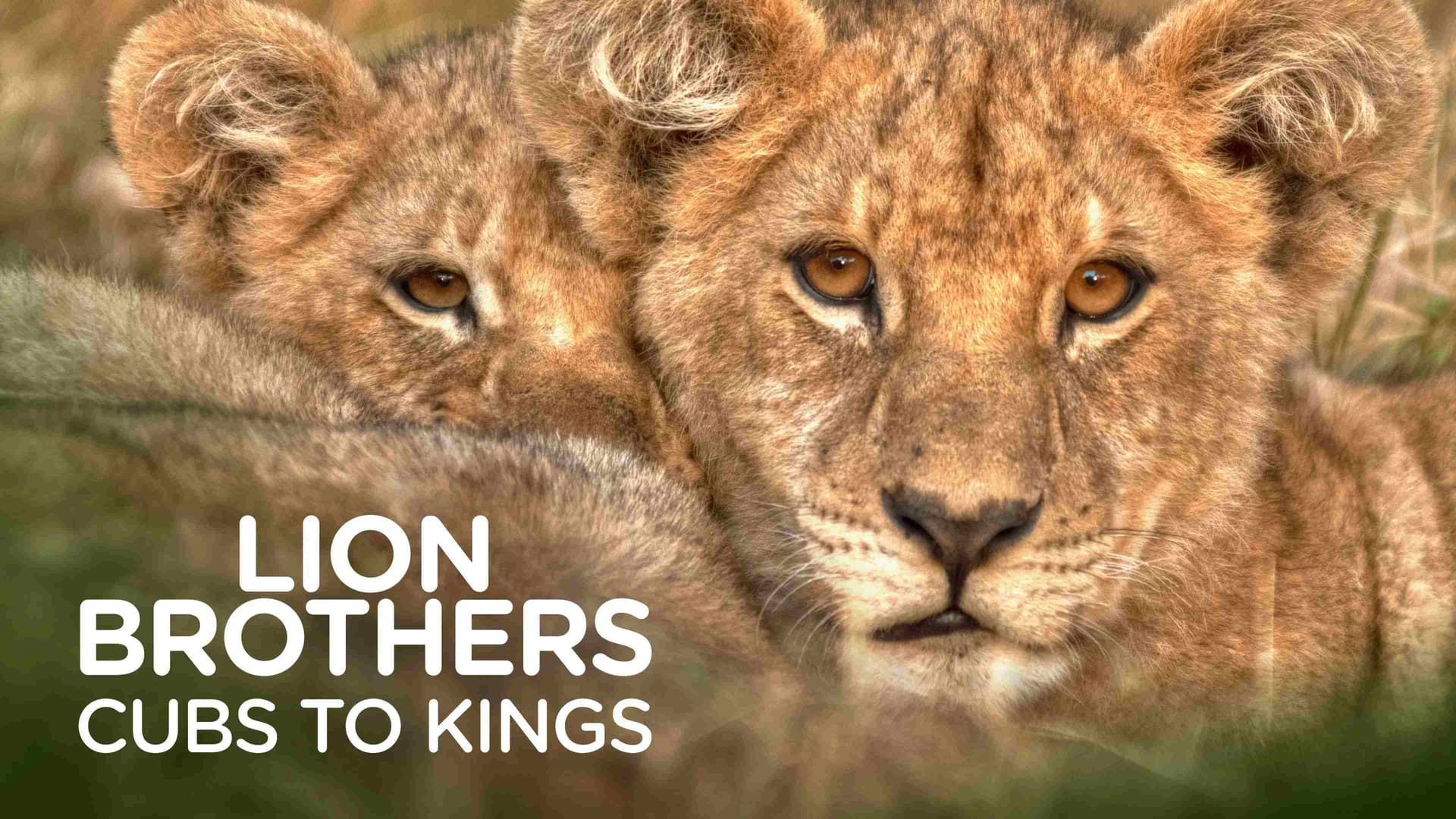 Lion Brothers: Cubs to Kings