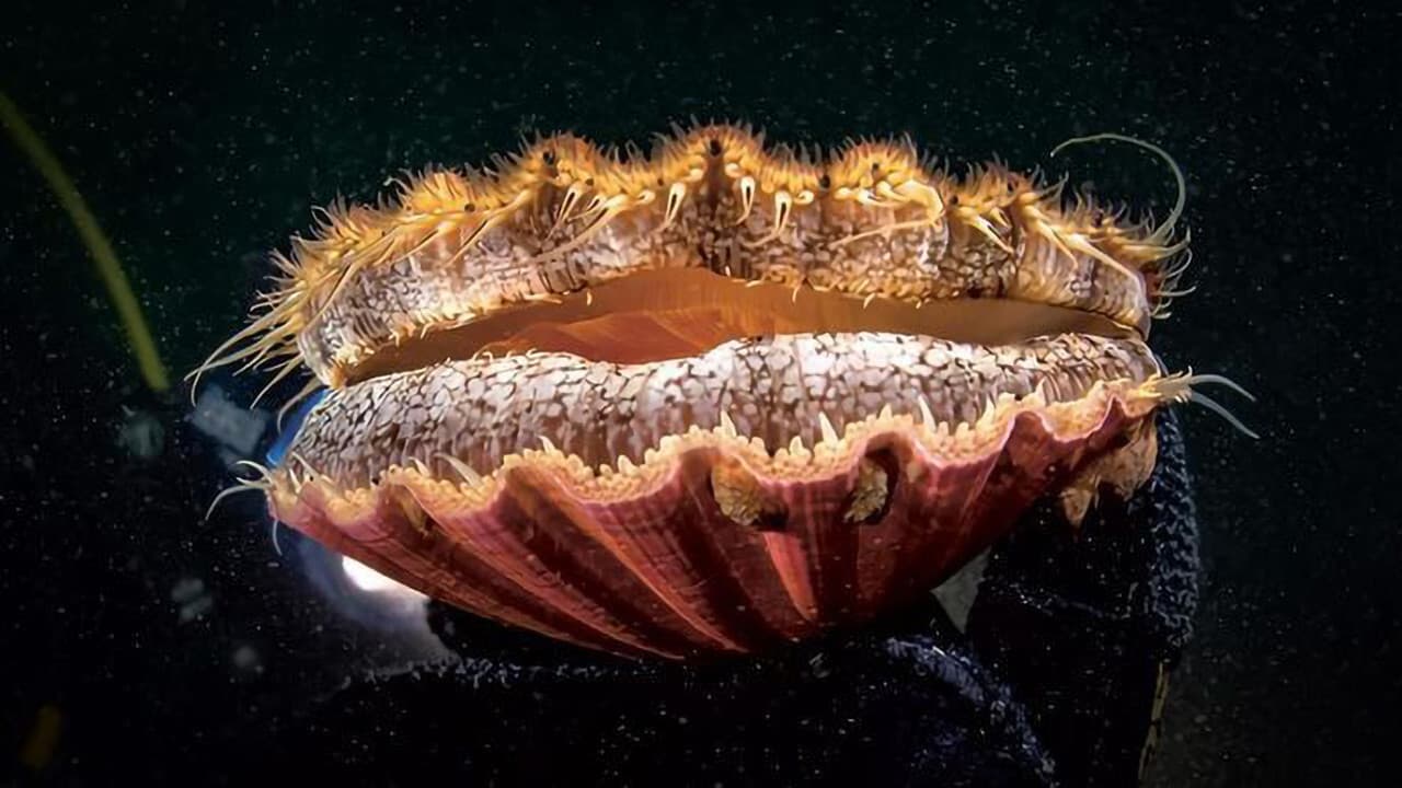 The Odyssey of the Scallop Shell