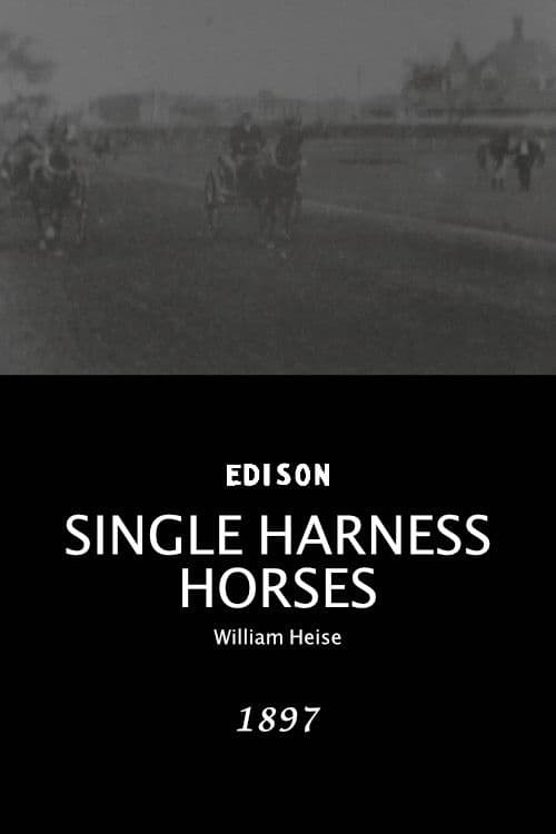 Single Harness Horses