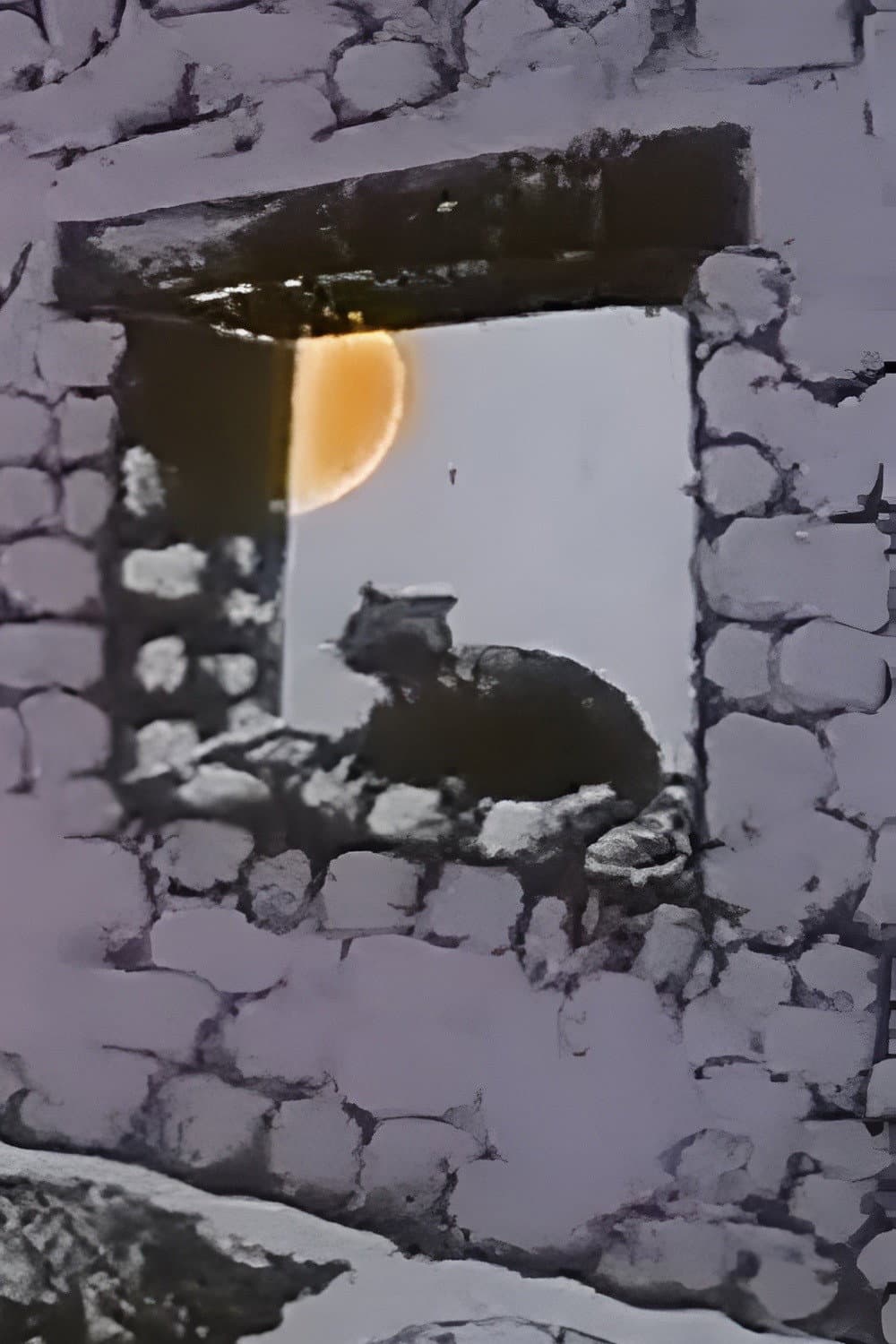 The Chameleon Cat