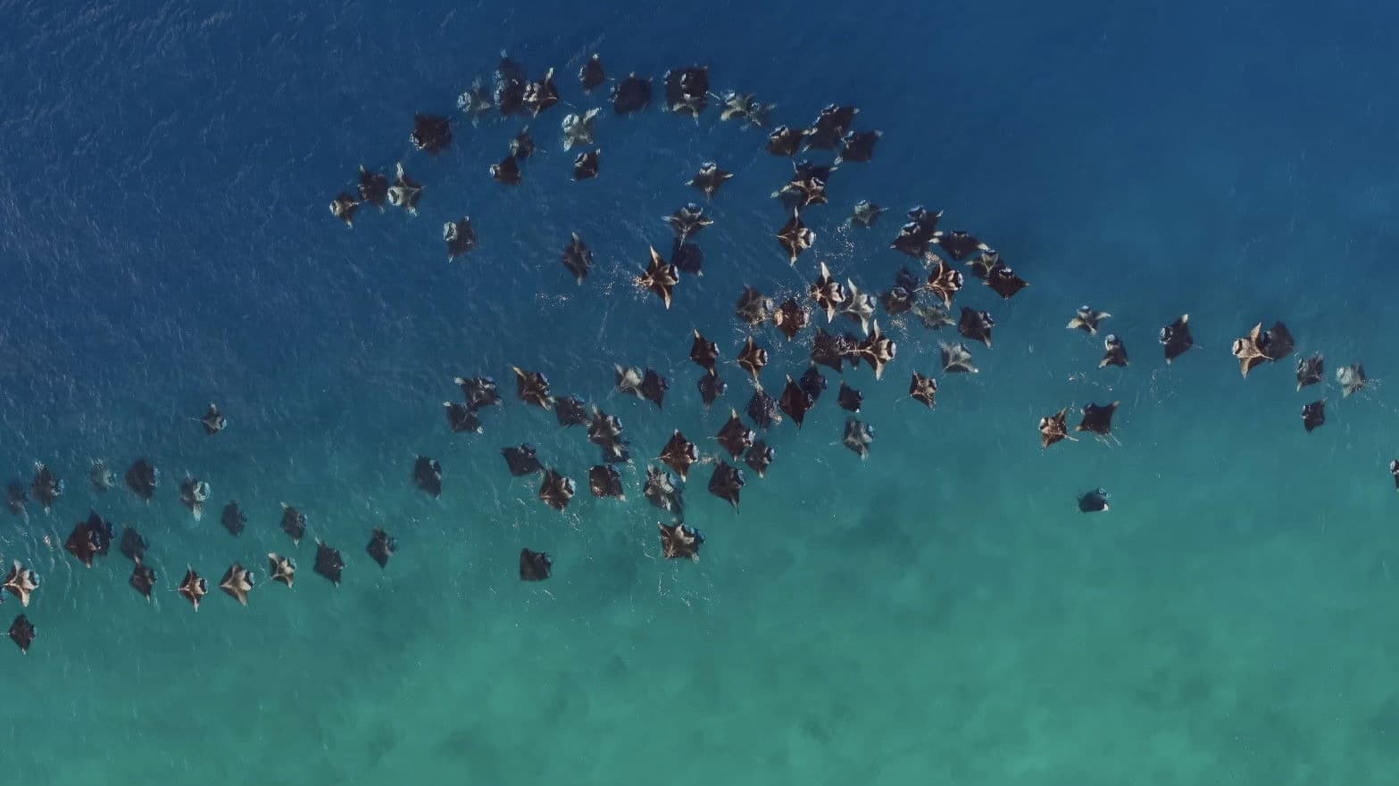 A Deeper Dive with David Attenborough