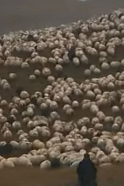 Icelandic Leader Sheep