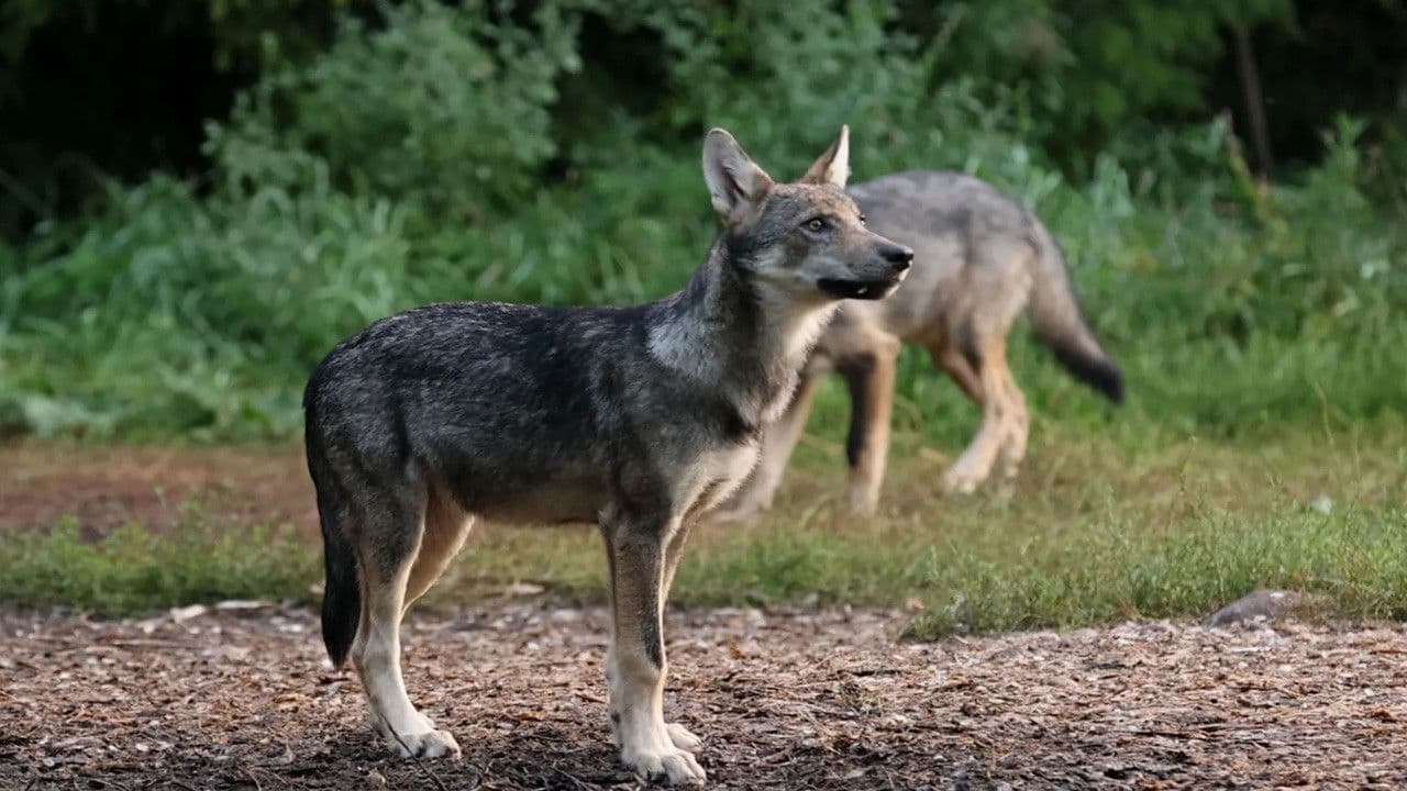 Notes from the Woods