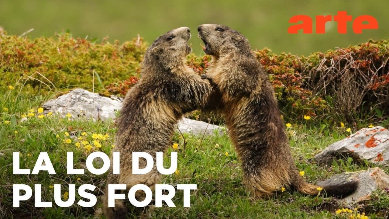 Marmottes la Guerre des Clans