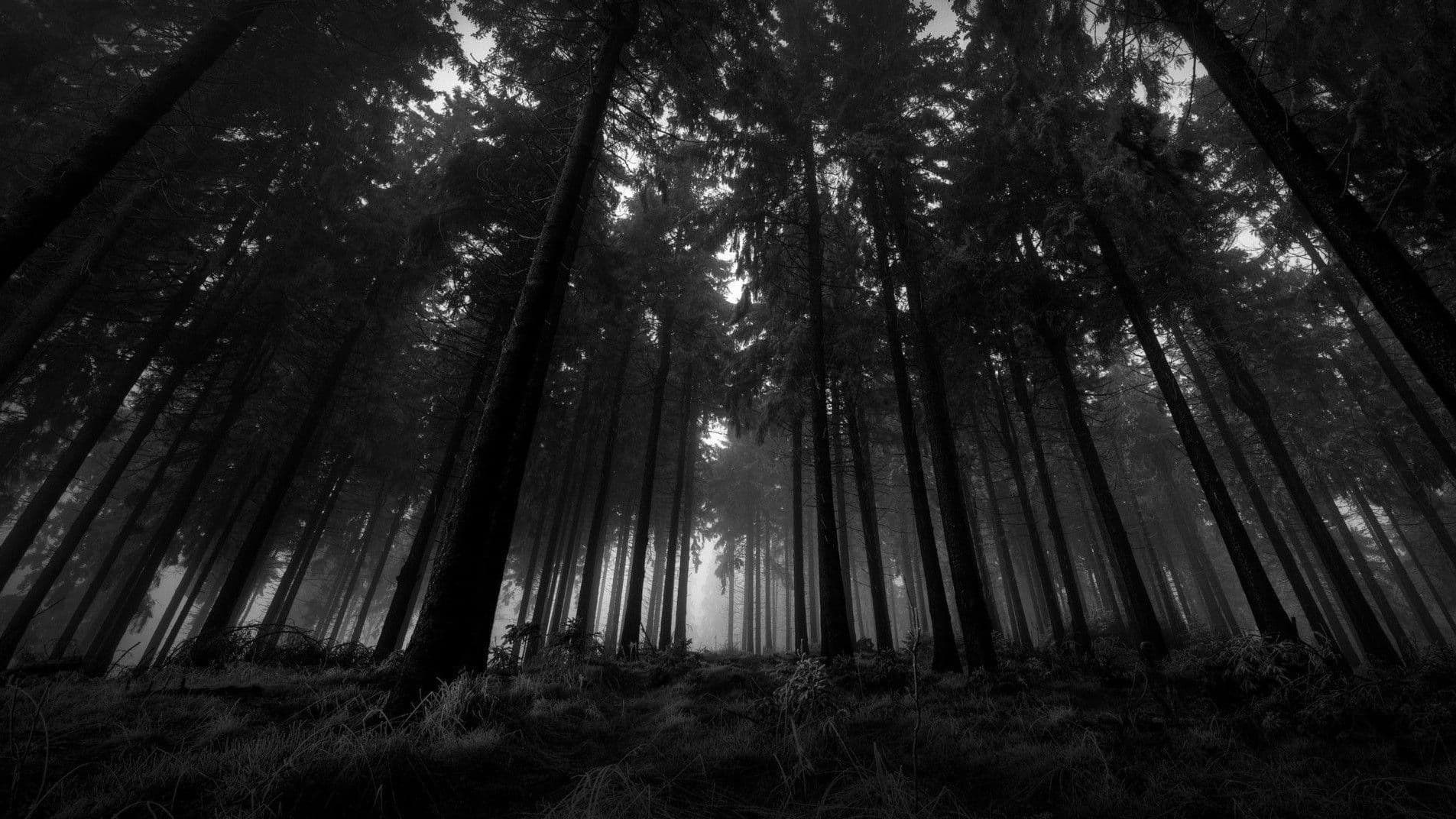 Dark Woods Collection