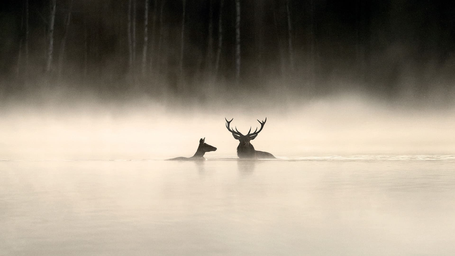 Whispers in the Woods