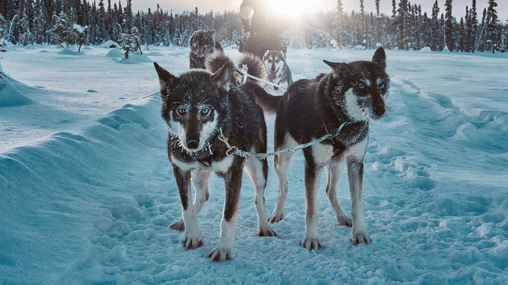Snow Dogs: Into the Wild