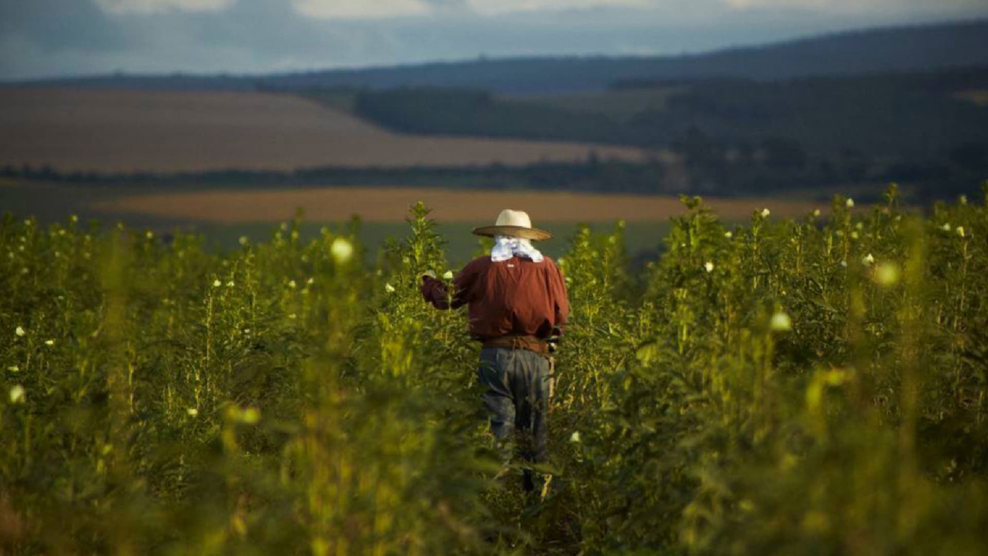 O Plantador de Quiabos