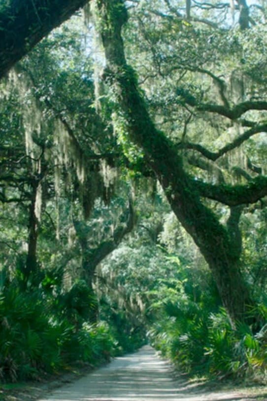 The Horses of Cumberland Island