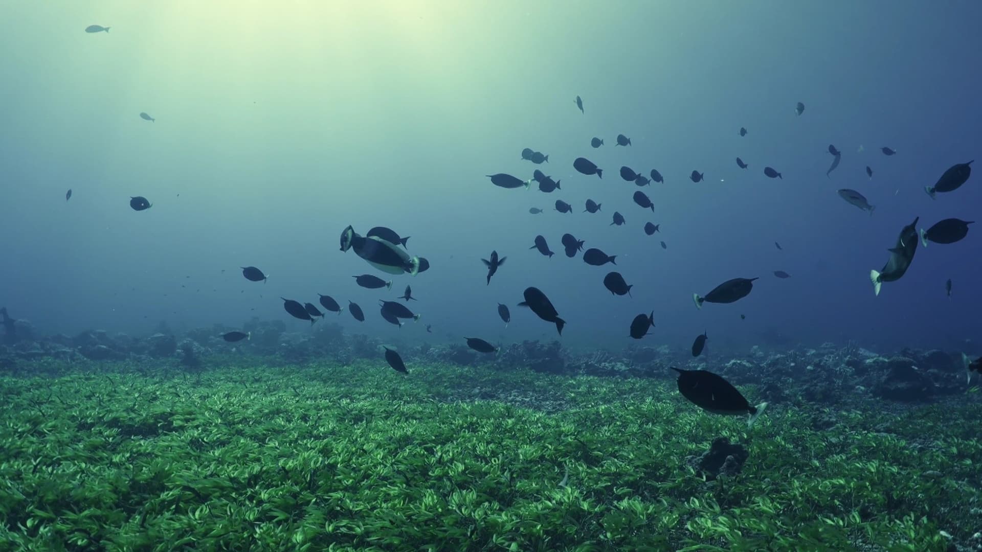 Where The Sea Breathes