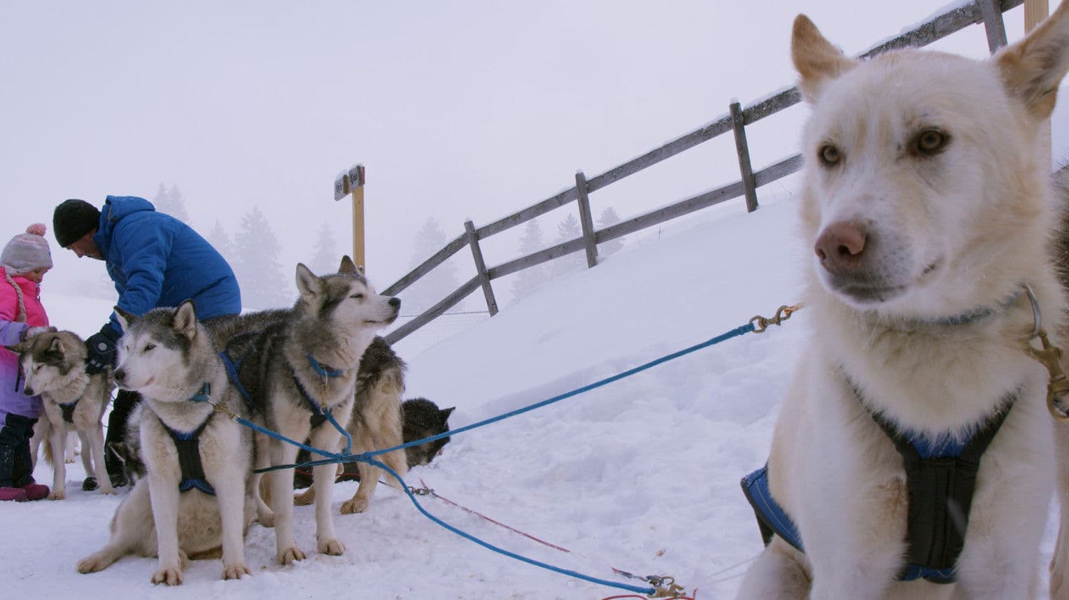 Husky Toni - go ahead