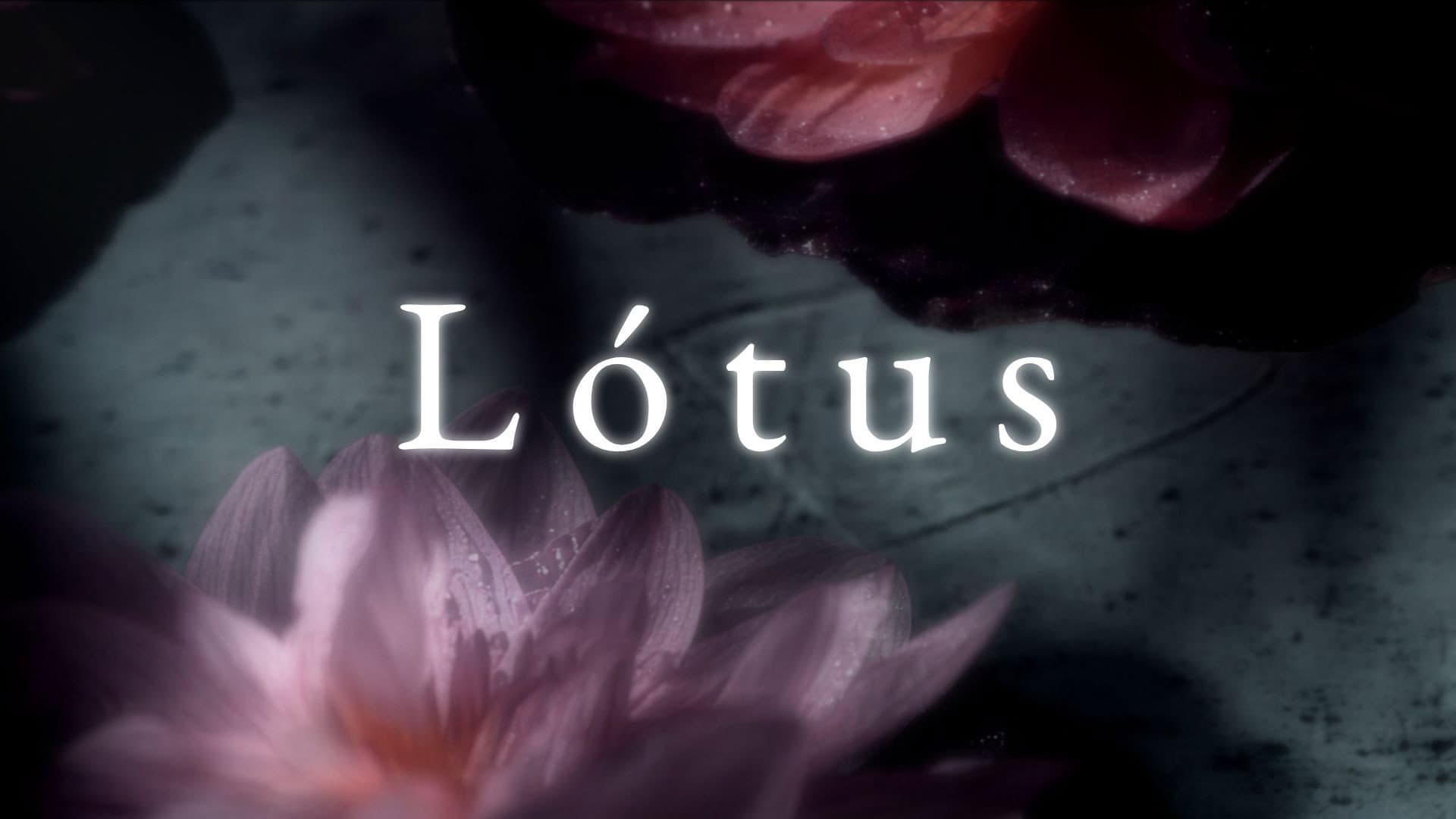Lótus