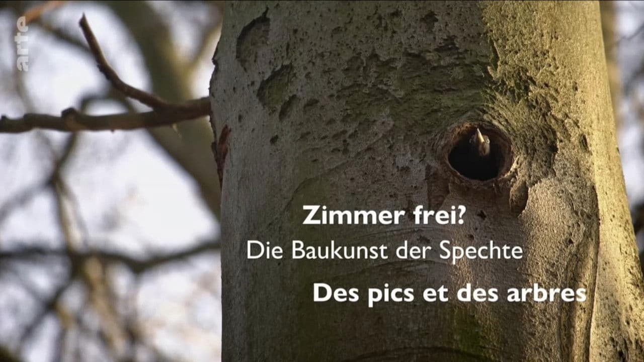 Knock knock – a Woodpeckers world