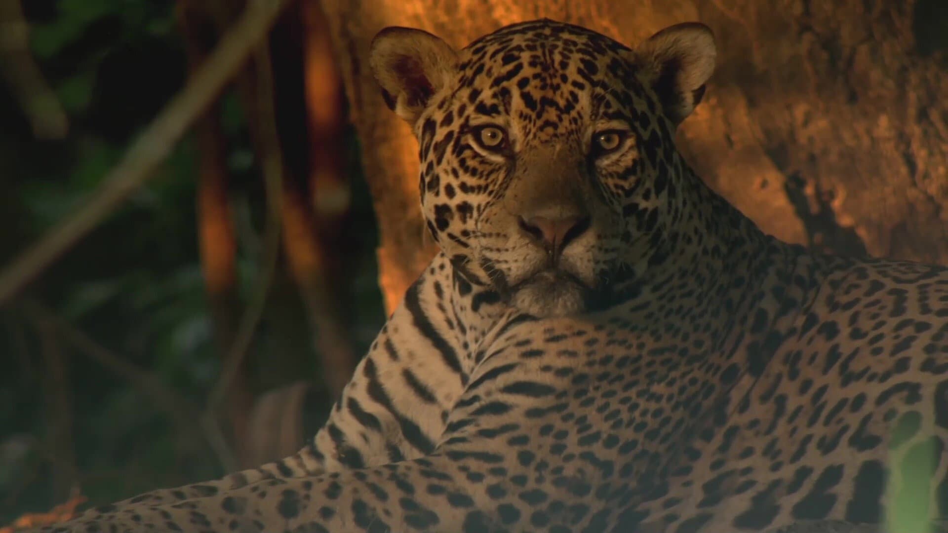 Jaguars of the Pantanal