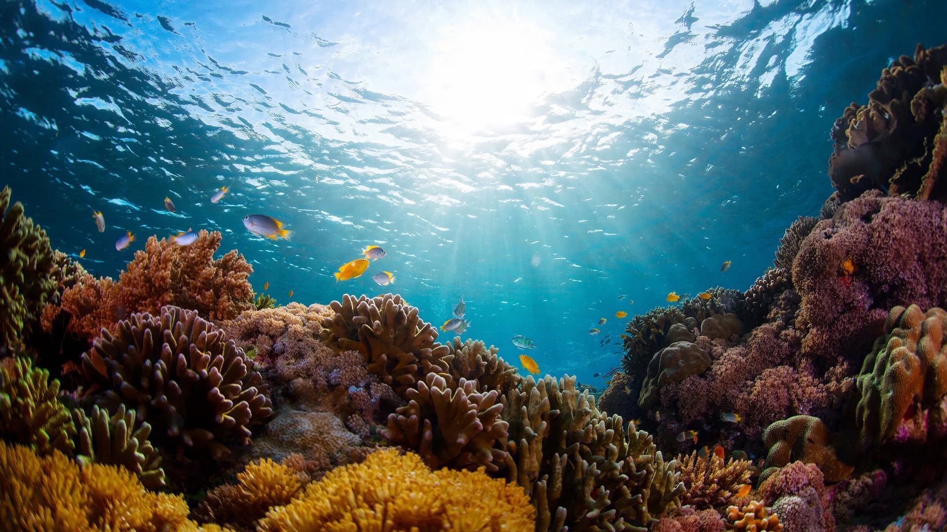 Coral Reef: Magic of the Indo Pacific
