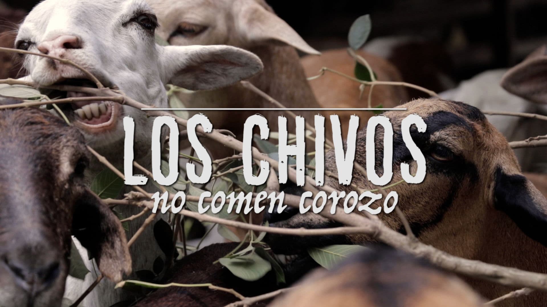 Goats don't eat corozo