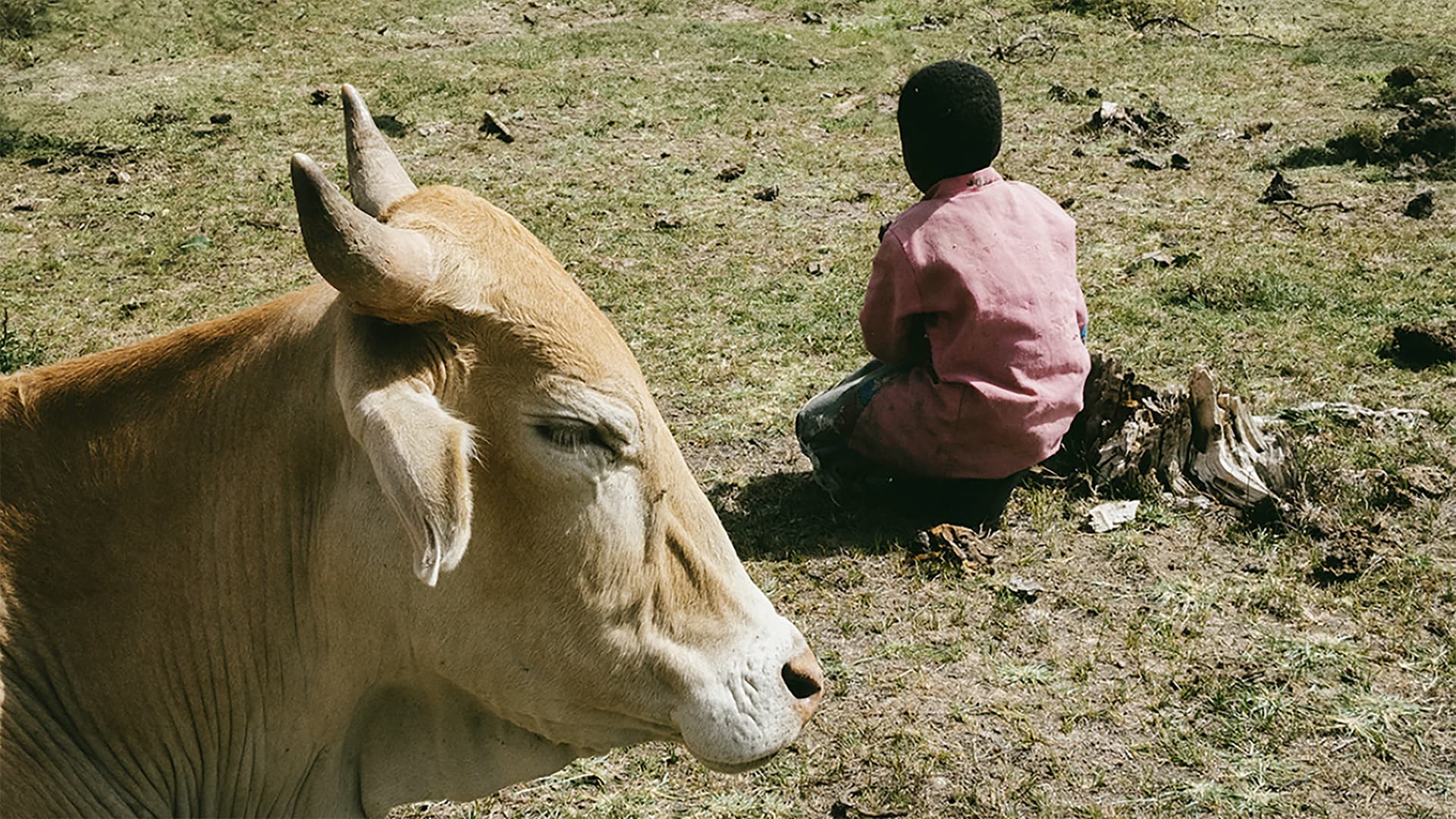 Last Cow