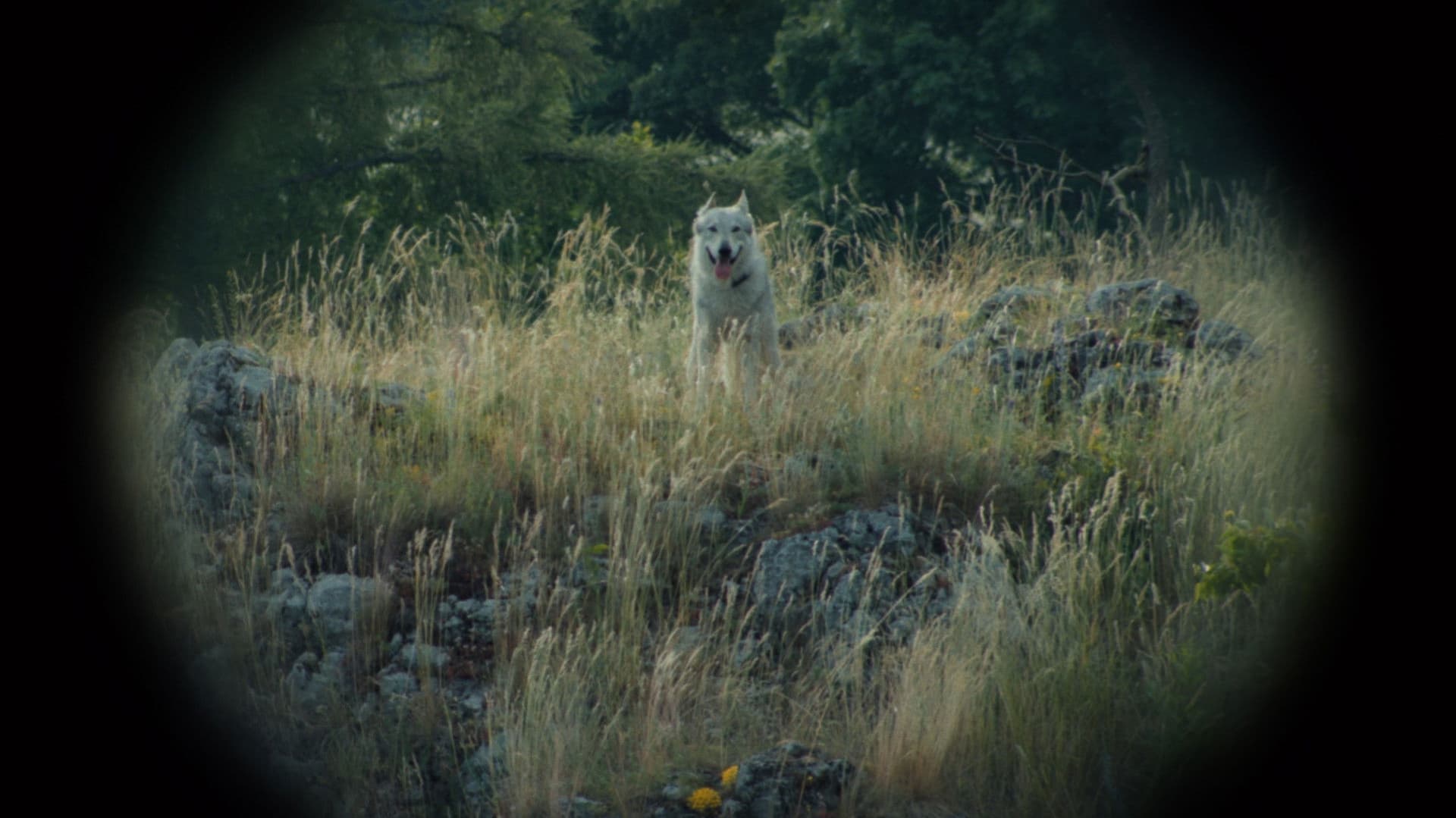 Nebelkind: The End of Silence