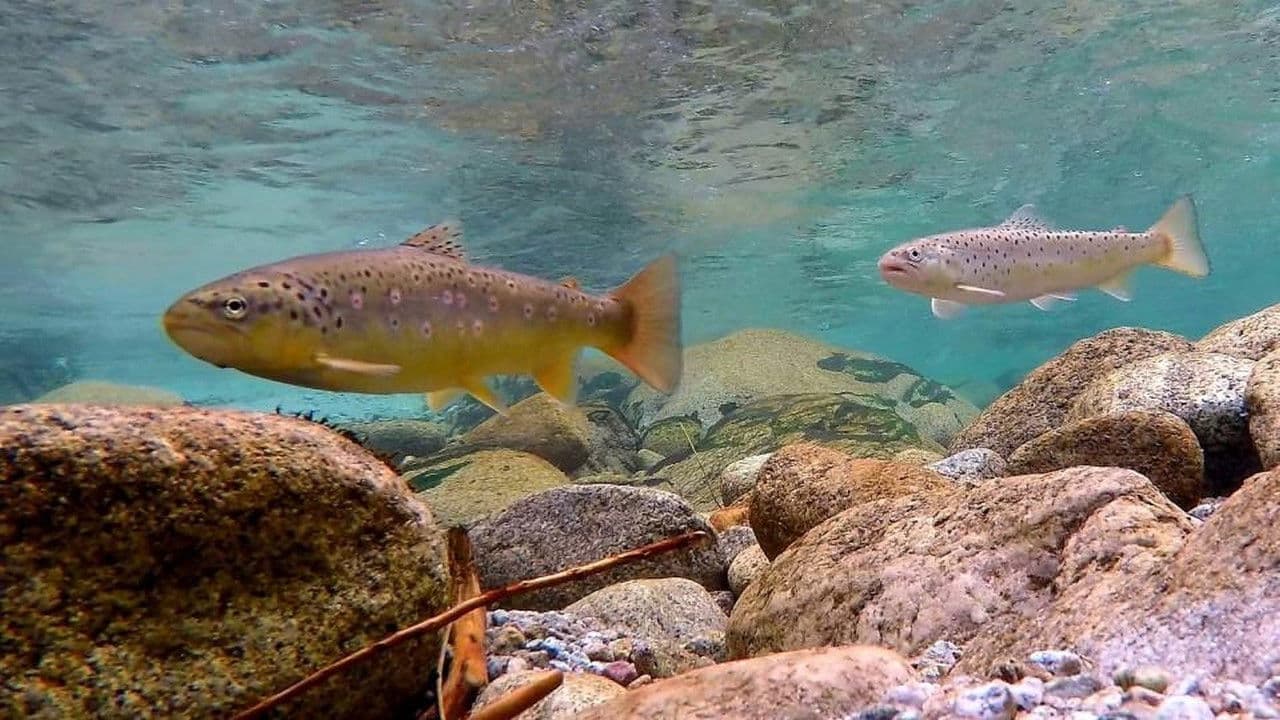 Kleine Fische ganz groß