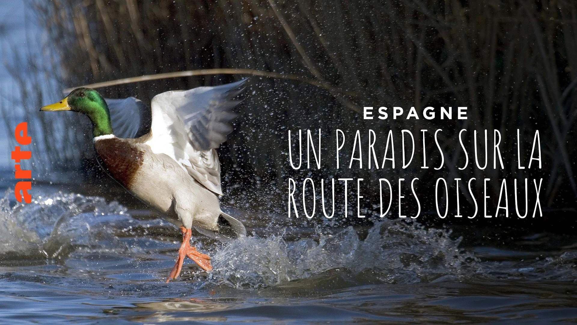 Espagne : un paradis sur la route des oiseaux