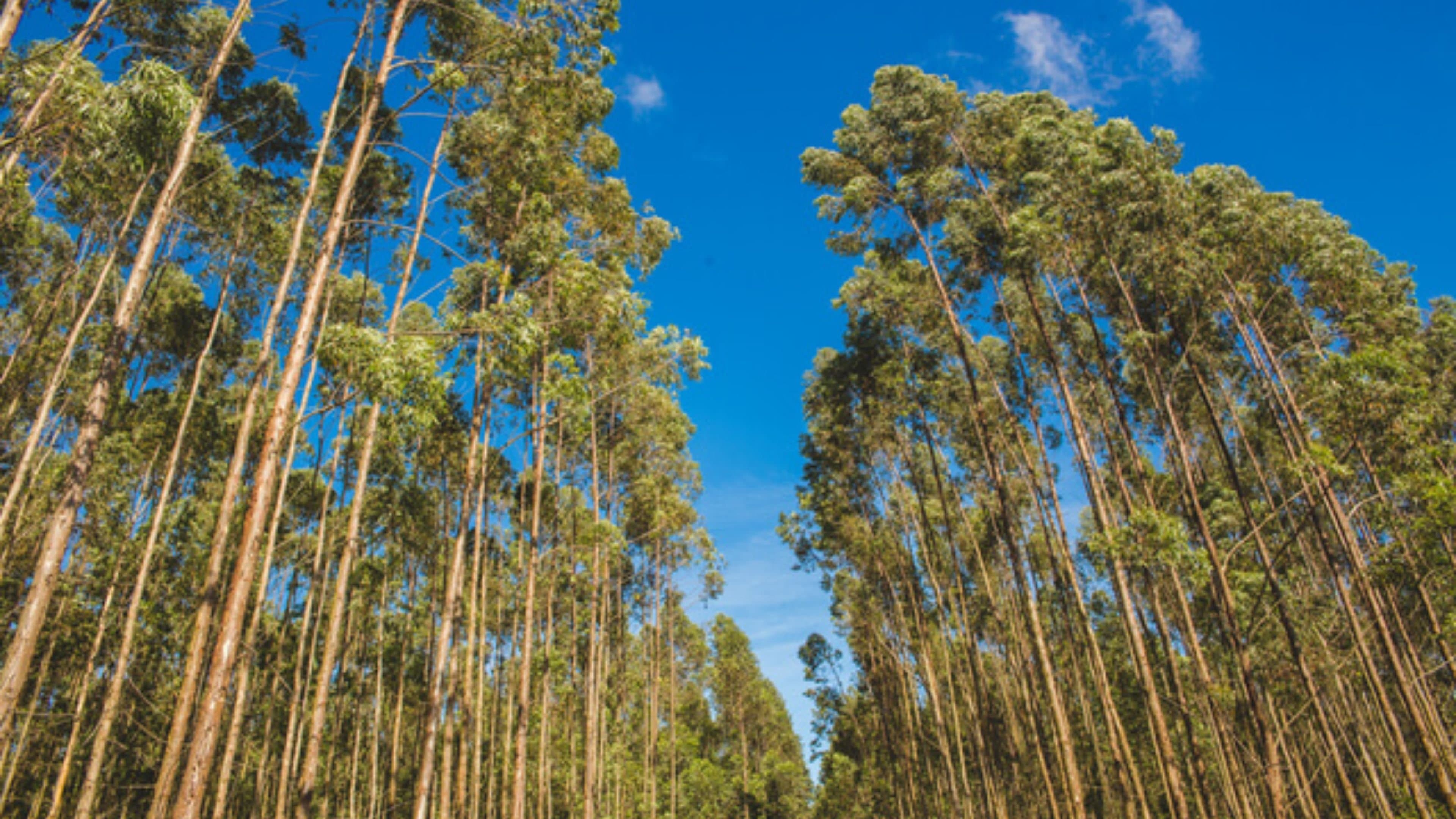 Novas Raízes – Escolhas do Futuro